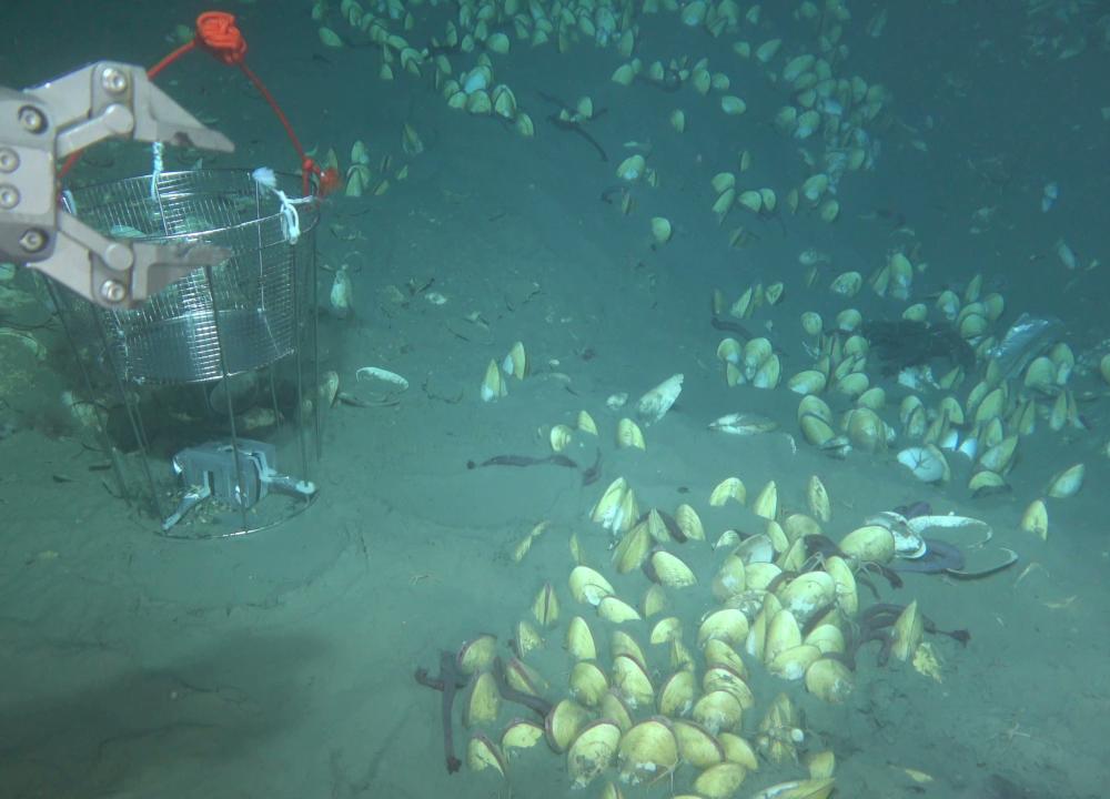 Researchers conduct deep-sea in situ transplant experiments of Archivesica marissinica at site HM-2 corresponding to severe hydrogen sulfide depletion.