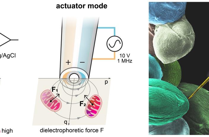 科大联合开发机械人纳米探针 为神经退行性疾病及癌症治疗研究开拓新方向