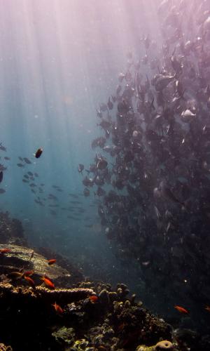 Ocean thumbnail